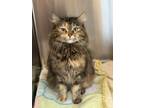 Adopt Lyra a Brown or Chocolate (Mostly) Domestic Longhair (long coat) cat in