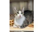 Adopt Valentina a Brown Tabby Domestic Shorthair (short coat) cat in Peace Dale