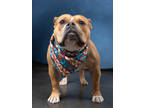 Adopt Rollie Pollie a Pit Bull Terrier, Mixed Breed