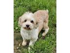 Adopt Christopher a Tan/Yellow/Fawn - with White Havanese / Mixed dog in Capon
