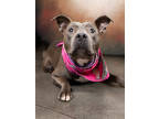 Adopt Narwhal a Pit Bull Terrier, Mixed Breed