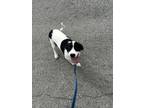 Adopt Moo a White - with Black Hound (Unknown Type) / Collie / Mixed dog in
