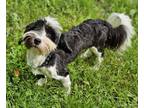 Adopt Belle a Black - with White Havanese / Tibetan Terrier / Mixed dog in Capon