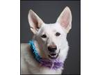 Adopt Malibu a White German Shepherd Dog / Mixed dog in Ormond Beach