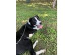 Adopt Milo a Black - with White Border Collie / Mixed dog in Dallas