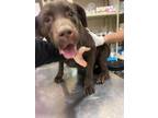 Adopt Loki a Brown/Chocolate Labrador Retriever / Mixed dog in Toronto