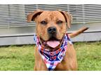 Adopt Hank a Mixed Breed (Large) / Mixed dog in Staten Island, NY (41491095)