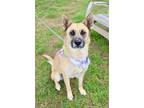 Adopt HALLEY a Tan/Yellow/Fawn German Shepherd Dog / Mixed dog in Murfreesboro
