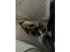 Adopt Birdie a Calico or Dilute Calico Calico / Mixed (medium coat) cat in