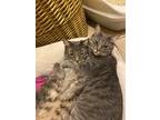 Adopt Stormy (male) and Tinsel (female) a Gray, Blue or Silver Tabby American