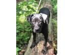Adopt Lucas a Black - with Tan, Yellow or Fawn Labrador Retriever / Mixed Breed