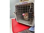 Adopt Cheddar Bay Biscuit a Orange or Red Tabby Domestic Mediumhair / Mixed