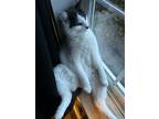Adopt Tucker a White (Mostly) Domestic Mediumhair / Mixed (medium coat) cat in