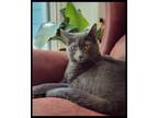Adopt Palomo a Gray, Blue or Silver Tabby Korat / Mixed (medium coat) cat in