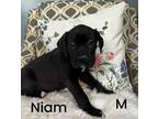 Adopt Niam a Black - with White Labrador Retriever / Great Dane / Mixed dog in