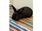 Adopt Twix a American / Mixed (short coat) rabbit in Tampa, FL (41495340)