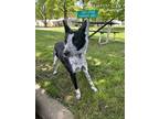Adopt Jolene a Black - with White Cattle Dog / Mixed dog in Raytown