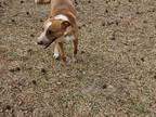 Adopt Eevee a Tan/Yellow/Fawn - with White Jack Russell Terrier / Cardigan Welsh