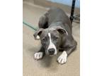 Adopt Asia a Mixed Breed