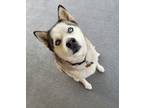 Adopt PEPPER a Gray/Silver/Salt & Pepper - with White Husky / Mixed dog in Deer