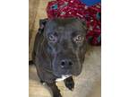 Adopt Chicken a American Pit Bull Terrier / Mixed dog in Brownwood
