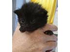 Adopt Hope a Domestic Shorthair / Mixed (short coat) cat in Brownwood