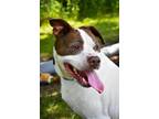 Adopt Nestor/Ringo a American Pit Bull Terrier / Mixed dog in Lagrange