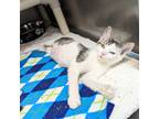 Adopt Spicy a Domestic Shorthair / Mixed (short coat) cat in Sunrise Beach