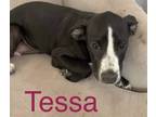 Adopt Tessa a Black - with White Labrador Retriever / American Staffordshire