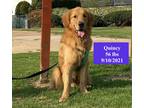 Adopt Quincy - Coming Soon a Tan/Yellow/Fawn Golden Retriever / Mixed dog in
