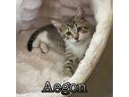 Adopt Aegon a Domestic Shorthair / Mixed (short coat) cat in Hillsboro