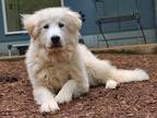 Adopt Mason a Great Pyrenees / Mixed dog in Monroe, WA (41489462)