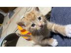 Adopt Leo-"No Longer Accepting Applications" a Orange or Red Tabby Domestic