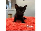 Adopt Oscar a Domestic Shorthair / Mixed (short coat) cat in Fallbrook