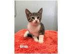 Adopt Ernie a Domestic Shorthair / Mixed (short coat) cat in Fallbrook