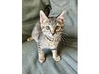 Adopt Libra a Domestic Shorthair (short coat) cat in Oakdale, CA (41485227)