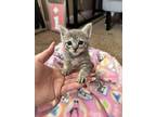 Adopt Chloe a Domestic Shorthair / Mixed (long coat) cat in Oakdale
