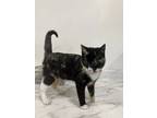 Adopt Coco Latte a Domestic Shorthair (short coat) cat in Oakdale, CA (41495157)