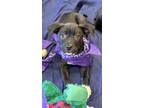 Adopt Stout a Pit Bull Terrier / Shepherd (Unknown Type) dog in Phoenix