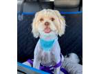 Adopt Archie a White Shih Tzu / Poodle (Miniature) dog in Phoenix, AZ (41485195)