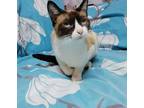 Adopt Marga a Snowshoe cat in Annapolis, MD (41495204)