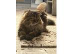 Adopt Chica a Siberian cat in Annapolis, MD (41495203)