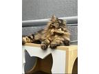 Adopt Kitty Witty a Siberian cat in Annapolis, MD (41495202)