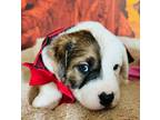 Adopt Jasper a Beagle / Australian Shepherd dog in Denver, CO (41485410)