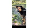 Adopt Ringle a Black - with Brown, Red, Golden, Orange or Chestnut Shepherd