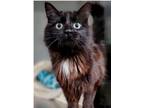 Adopt Treasure a Black (Mostly) Domestic Shorthair / Mixed (long coat) cat in
