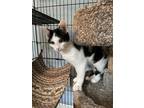 Adopt Turk JN a Domestic Shorthair / Mixed cat in Lyman, SC (41485035)