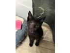 Adopt Binx a All Black American Shorthair (short coat) cat in Tampa
