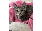 Adopt Sadie a Brown or Chocolate (Mostly) American Shorthair (short coat) cat in