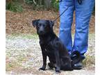 Adopt Bryce a Black Pug / Labrador Retriever / Mixed dog in Willingboro